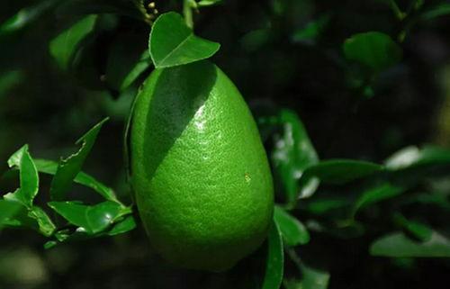 香水柠檬爆料视频大全最新,揭秘视频大全背后的精彩瞬间